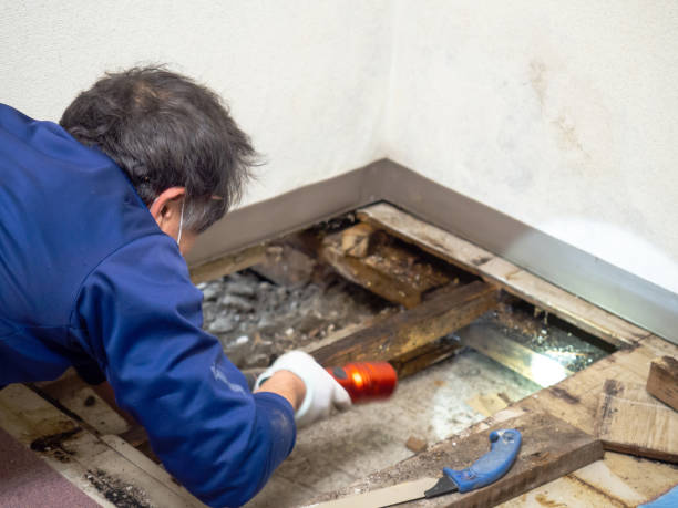 Best Fast Mold Removal  in Raymondville, TX
