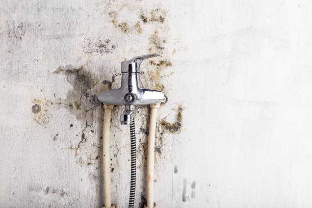 Best Mold Removal Near Me  in Raymondville, TX