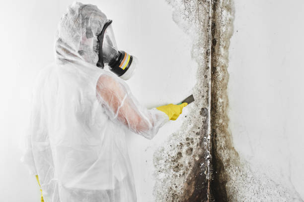 Trusted Raymondville, TX Mold Removal Experts