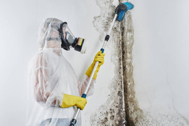 Best Residential Mold Removal  in Raymondville, TX