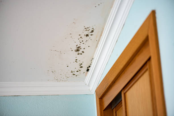 Best Attic Mold Removal  in Raymondville, TX