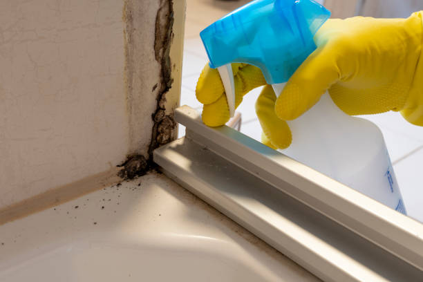 Best Fast Mold Removal  in Raymondville, TX