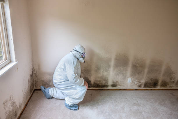 Professional Mold Removal in Raymondville, TX