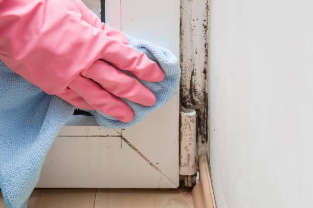 Best Mold Removal Company Near Me  in Raymondville, TX