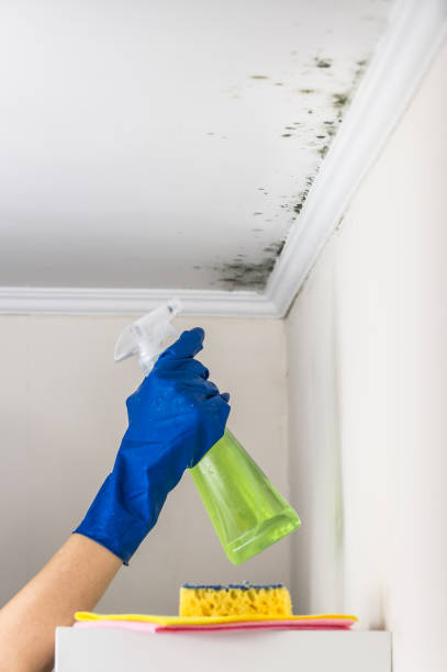 Best Best Mold Removal Companies  in Raymondville, TX
